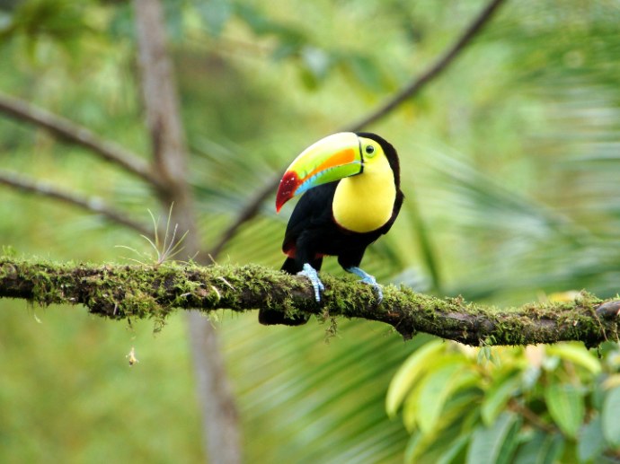  Volunteer Abroad Costa Rica